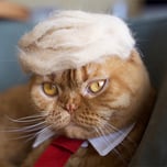 Trump Cat