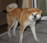 Putin Dog Yume