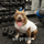 gimdog