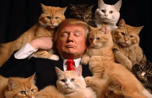 TRUMPCAT