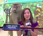 Curious George 