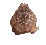 frogspin