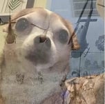 PTSD DOG