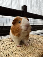 New Guinea Pig Suzakazoo
