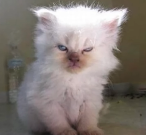 Pissed Off Cat