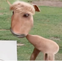 The Drawing Animals Logo