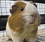 Suzaka Zoo Election Winner