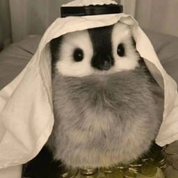 Abu Pengu