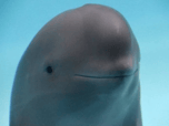 smiling dolphin