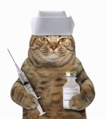 Medicine Cat