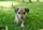 Grass Dog