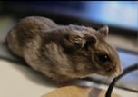 HAMSI