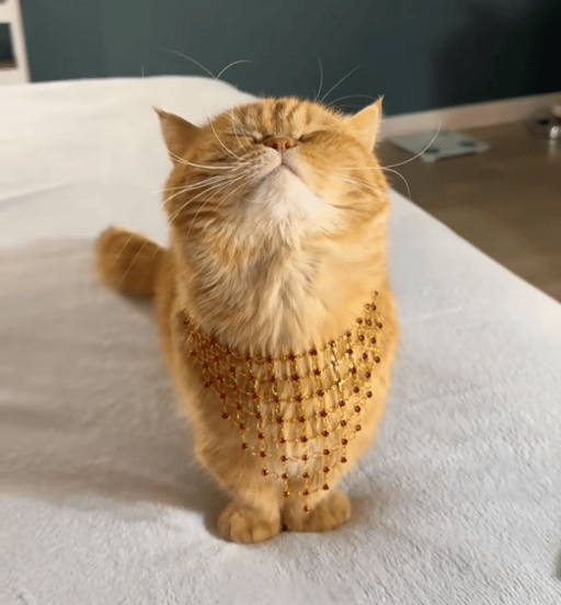 Ziggy The Cat logo