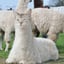 ALPACAT