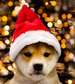 Dog wif Santa Hat