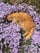 flowercat