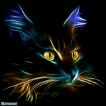 medi_hero_cat