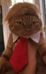 Trump Cat