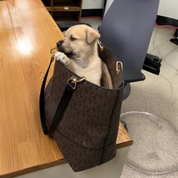 Purse Puppy