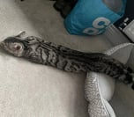 🐍🐈 cat snake