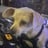 75shep75's profile picture