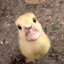 ducko