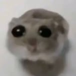 little hams