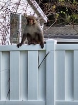 CURIOUS GEORGE CAUGHT