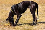 bigdog