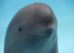 Smiling Dolphin