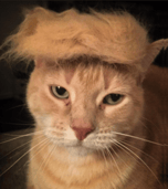 TrumpCat