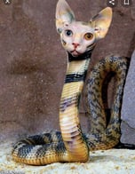 snake cat 