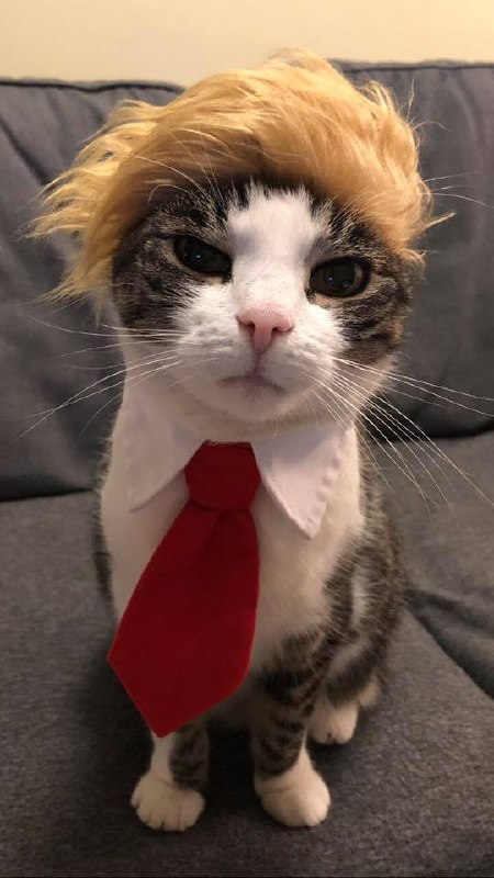 Trump Cat