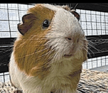 1st Animal President