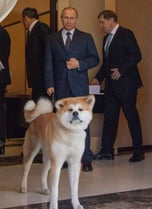 Vladimir Putin's dog