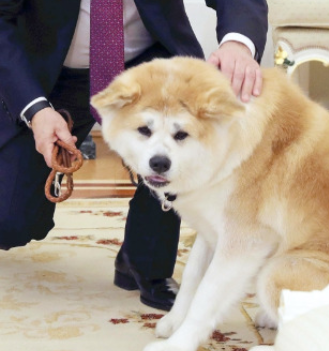 PUTIN'S DOG logo