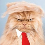 Trump CAT