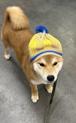 Shiba Wif Hat