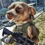 TrenchDog