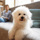 Bichon