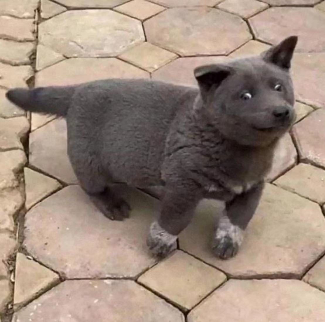 Помесь кошки с собакой