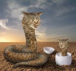 Snake Cat