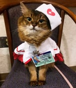 NURSE CAT
