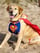 SUPERDOG