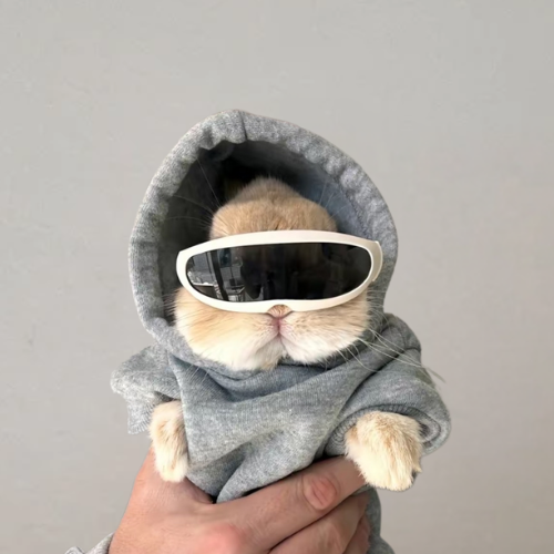 bunnywifshades - The coolest bunny