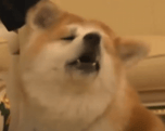 PUTINS NEW DOG