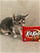 kitkat