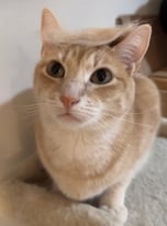 Trumpcat