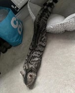 snakycat