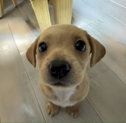 Benji